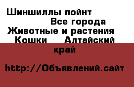 Шиншиллы пойнт ns1133,ny1133. - Все города Животные и растения » Кошки   . Алтайский край